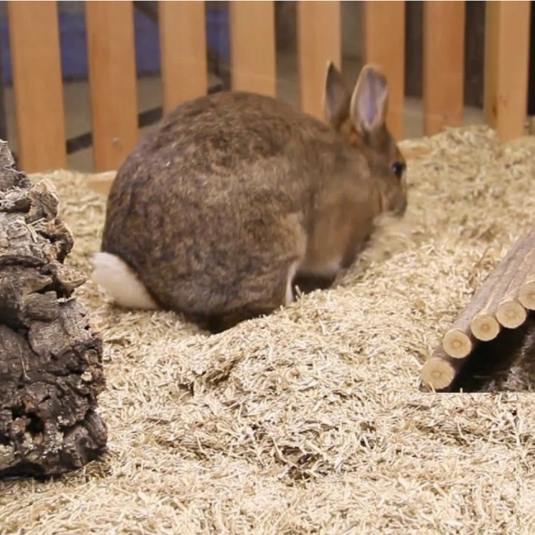 królik na ściółce lnianaej.png