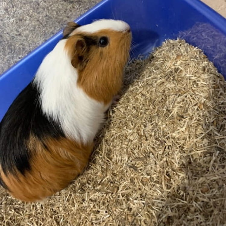 Linabox dla gryzoni.jpg