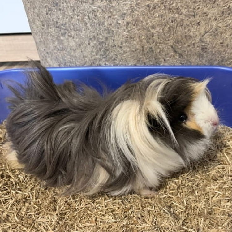 świnka morska na Linabox ściólce lnianej.jpg