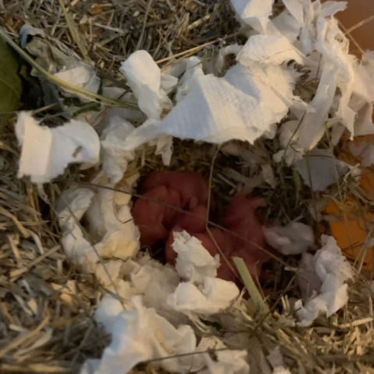 ściólka lniana dla młodych zwierząt.jpg