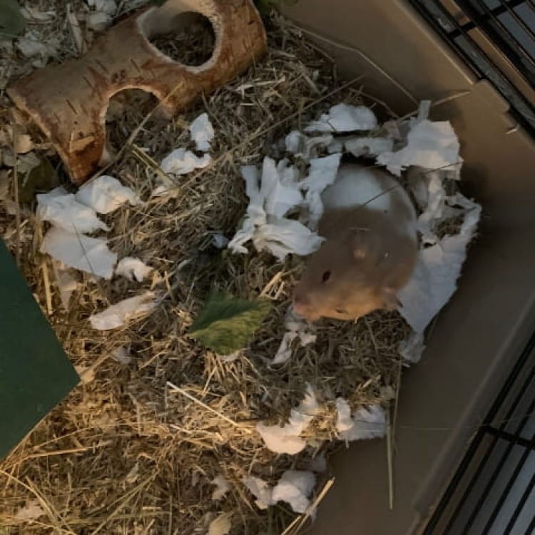 ściółka lniana Linabox dla gryzoni.jpg