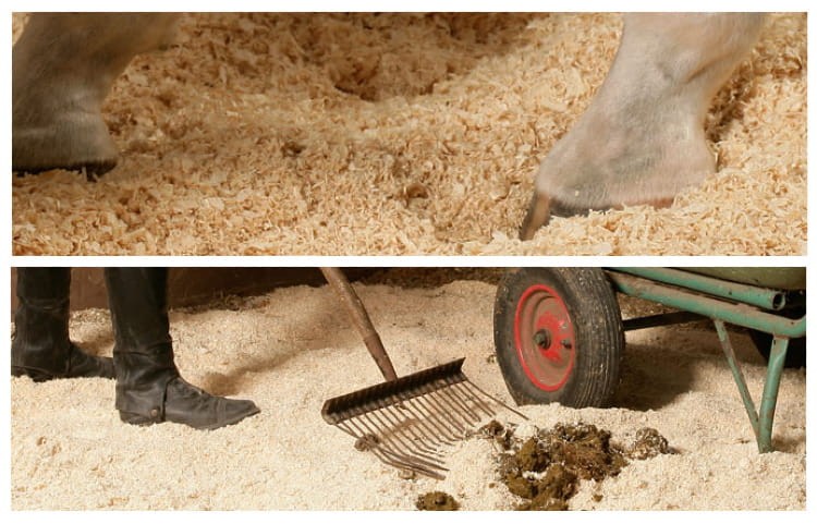 troty dla koni z alergią.jpg