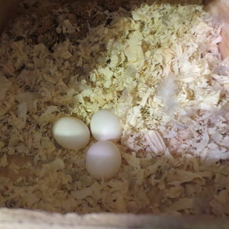 Ściółka wiórowa Peer-Span dla drobiu na palecie