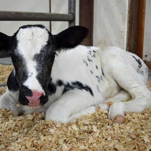 cielak na wiórach.webp