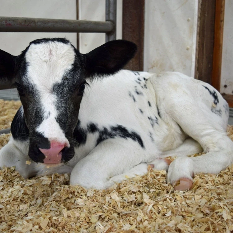 cielak na wiórach.webp