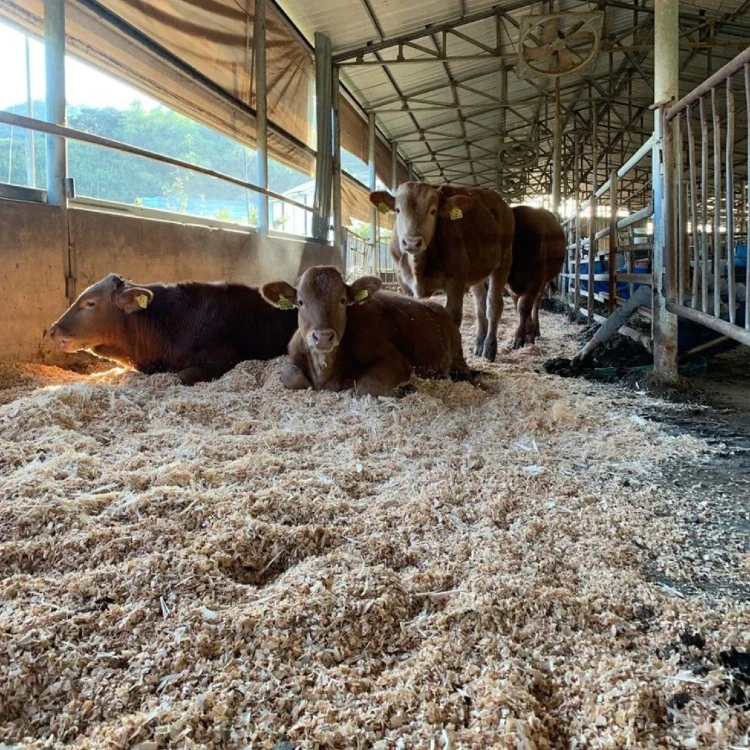 krowy na ściółce wiórowej.webp