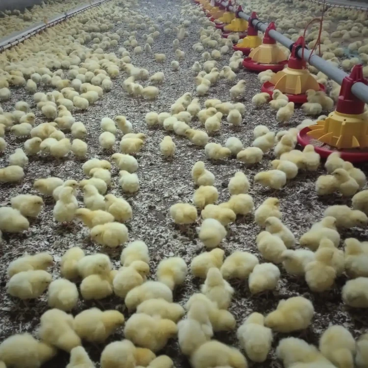 pisklęta na torfie z wiórami.webp