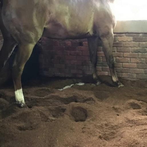 koń na ściółce torfowej.jpg