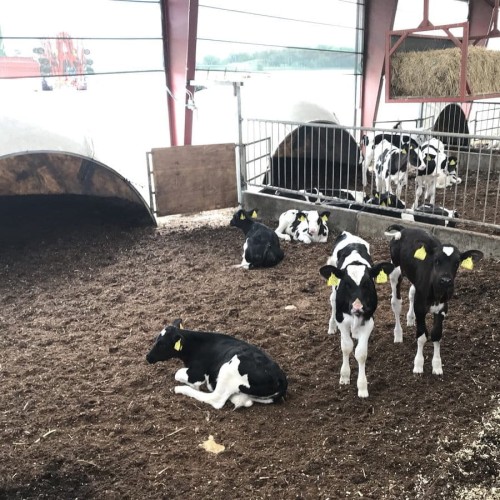 cielęta na torfie.jpg