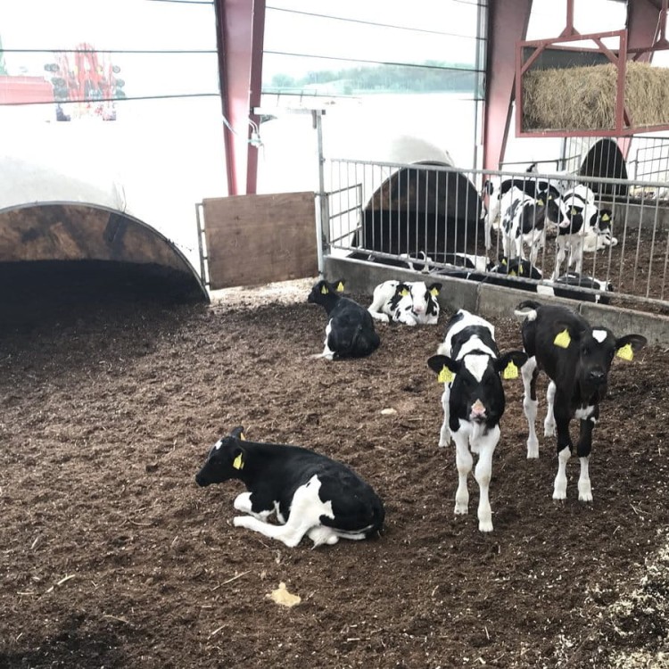 cielęta na torfie.jpg