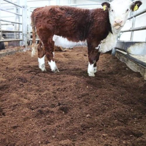 bydło na ściółce torfowej.jpg