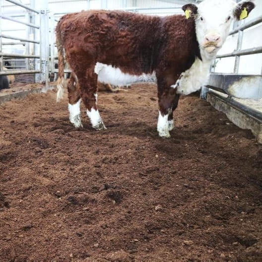 bydło na ściółce torfowej.jpg