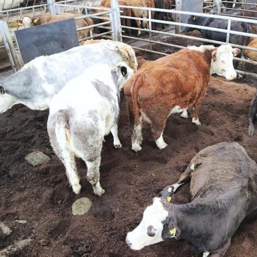 bydło na torfie.jpg