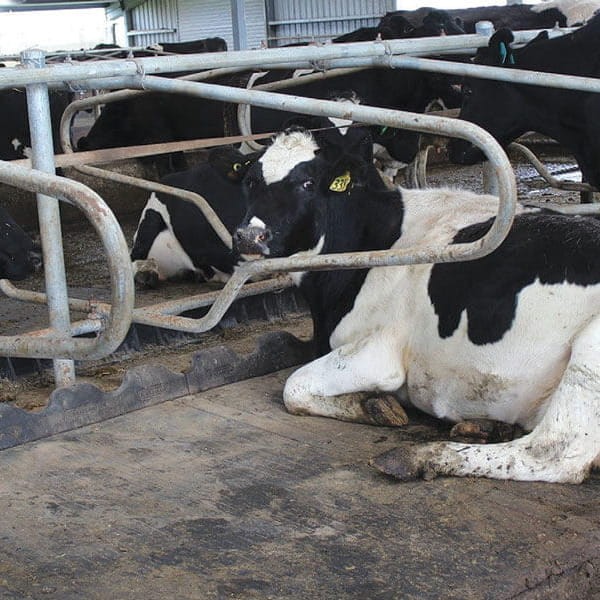 krowa na macie dla bydła.jpg