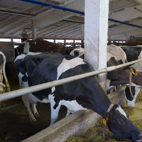 krowy na matach dla bydła.jpg