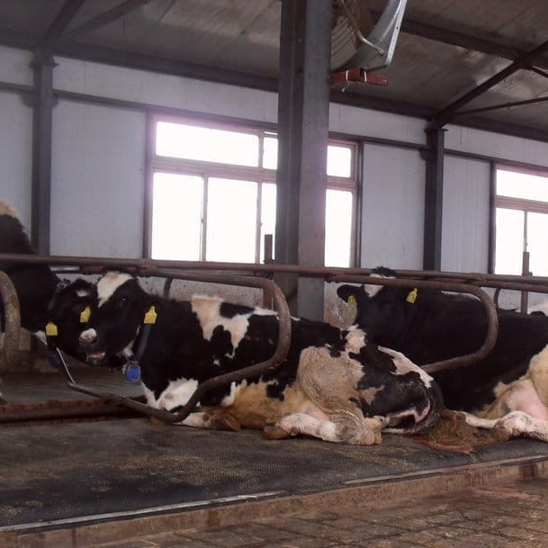 krowy wypoczywają na matach legowiskowych dla bydła.jpg