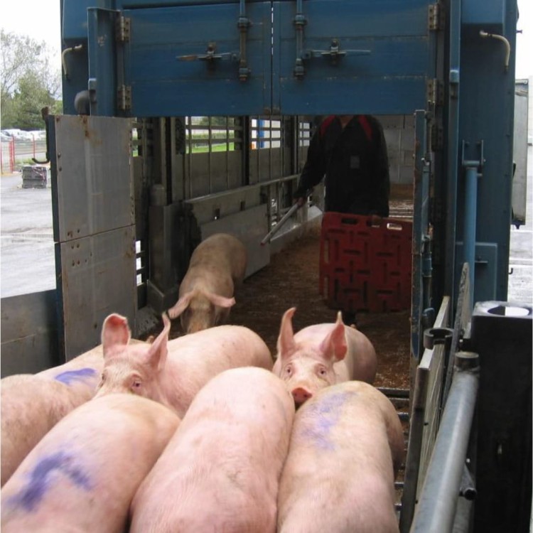 maty antypośzgowe do przewozu trzody chlewnej.jpg