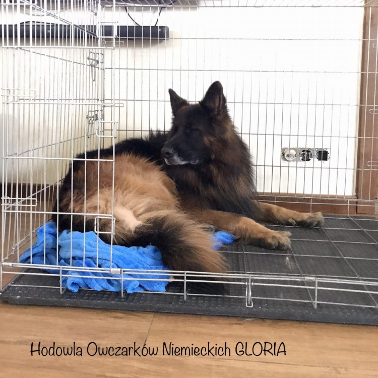 mata do kennel klatki