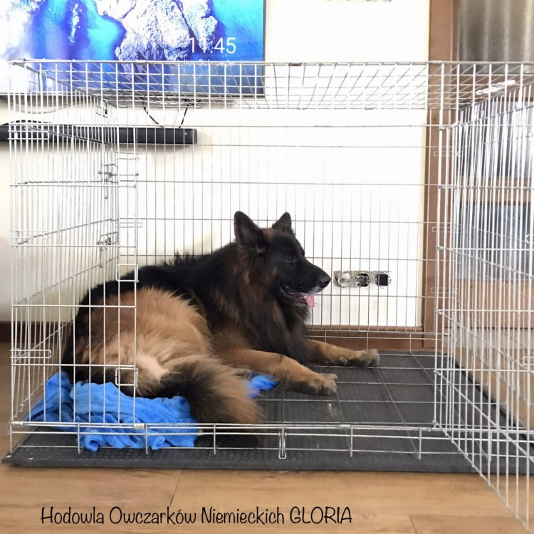 mata pod kennel klatkę