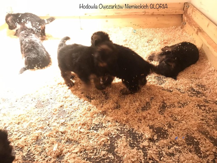 pieski ma wiórach i matach.jpg