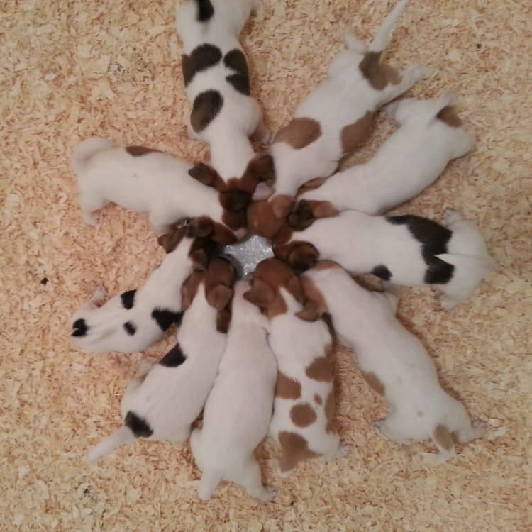 szczenięta na ściółce Peer-Span.jpg