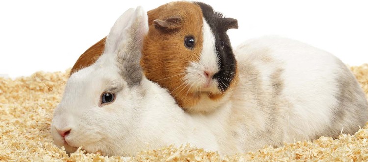 królik i świnka na wiórach.jpg