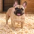 buldog-francuski-na-wiorach-IA.webp