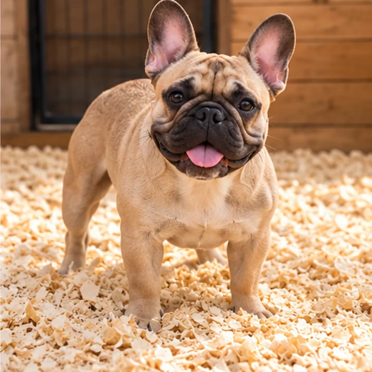 buldog-francuski-na-wiorach-IA.webp
