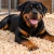 rottweiler-na-wiorach-IA.webp