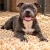 staffordshire-bull-terrier-na-wiorach-IA.webp