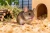 mysz-IA.webp