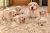 labrador-na-wiorach-IA.webp