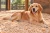 golden-retriever-na-bazowych-wiorach-IA.webp