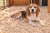 beagle-na-wiorach-IA.webp