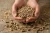 sciolkowy-pellet-ze-slomy.webp