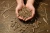 pellet-ze-slomy.webp