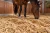 pellet-drzewny-kon-boks-siano-IA.webp