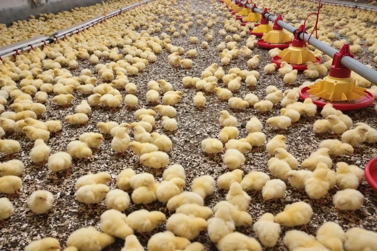 kuryczeta-na-torfie-z-wiorami-IA.webp