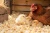 kura-piskleta-wzorzec-wiorow-IA.webp