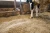 sciolka-lniana-linobed-bydlo-krowy-06-IA.webp