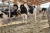 sciolka-lniana-linobed-bydlo-krowy-05-IA.webp
