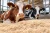 krowy-na-drobnych-wiorach-bydlo-01-IA.webp