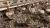 piskleta-na-mieszance-wiorow-i-torfu.webp