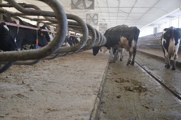 sucha dezynfekcja ph 10.jpg