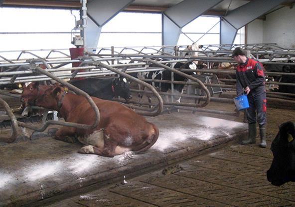 bydła na macie z suchą dezynfekcją.jpg