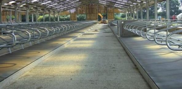 czysta i zdrowa stajnia na suchej dezynfekcji.jpg