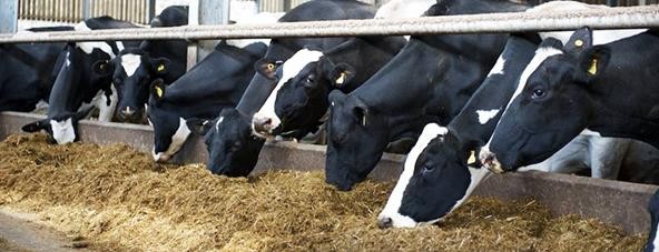 dobrostan bydła dzięki suchej dezynfekcji.jpg