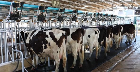 krowy na matach z suchą dezynfekcją.jpg