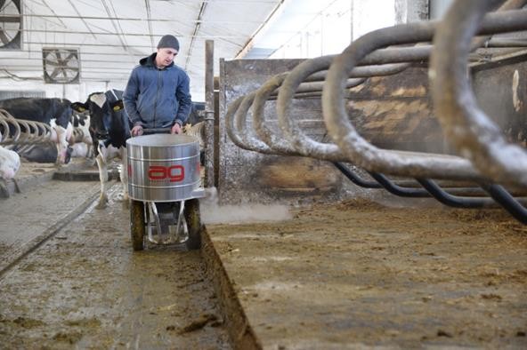 sucha dezynfekcja dla bydła.jpg