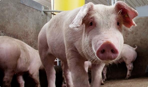 sucha dezynfekcja dla prosiąt.jpg